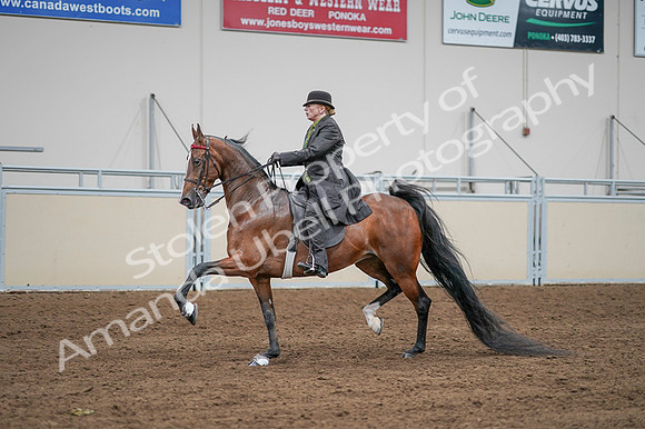 2020 - AB Morgan Horse - Fri, Sept 04 - 09570