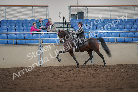 2019 Morgan Horse Show - Aug 30, 2019 - 27950