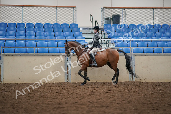 2019 Morgan Horse Show - Aug 30, 2019 - 23359