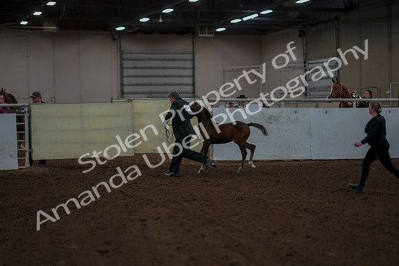 2019 Morgan Horse Show - Aug 30, 2019 - 24767