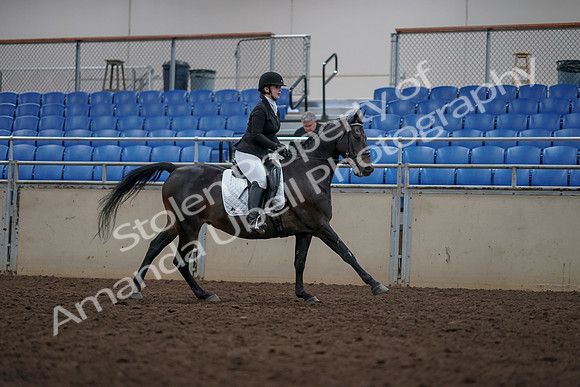 2019 Morgan Horse Show - Aug 31, 2019 - 16753