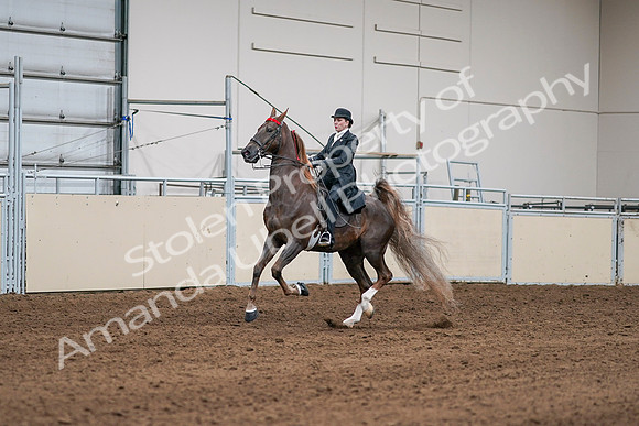 2020 - AB Morgan Horse - Sat, Sept 05 - 13074