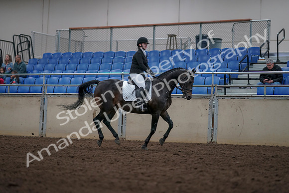 2019 Morgan Horse Show - Aug 31, 2019 - 16783