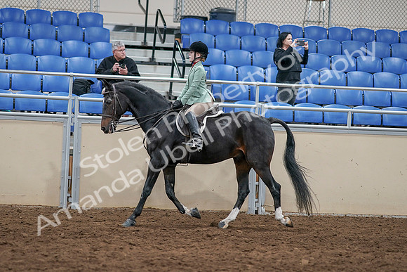 2020 - AB Morgan Horse - Sun, Sept 06 - 07810