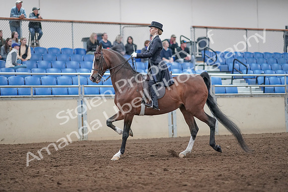 2019 Morgan Horse Show - Aug 31, 2019 - 20377