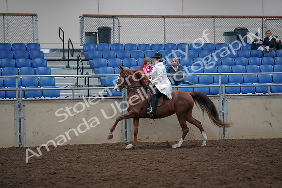 2019 Morgan Horse Show - Aug 31, 2019 - 17895