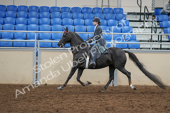 2020 - AB Morgan Horse - Sat, Sept 05 - 13741