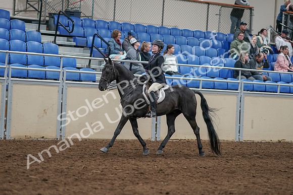 2020 - AB Morgan Horse - Sun, Sept 06 - 07774