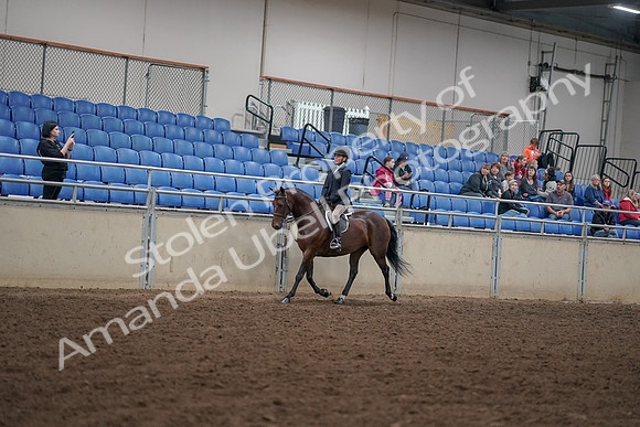 2019 Morgan Horse Show - Aug 30, 2019 - 12659
