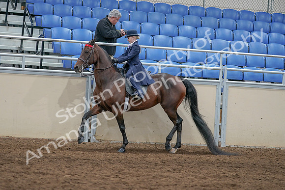 2020 - AB Morgan Horse - Sat, Sept 05 - 04781