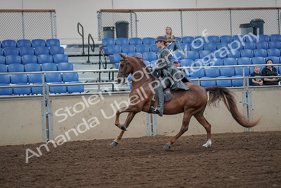 2019 Morgan Horse Show - Aug 30, 2019 - 15568