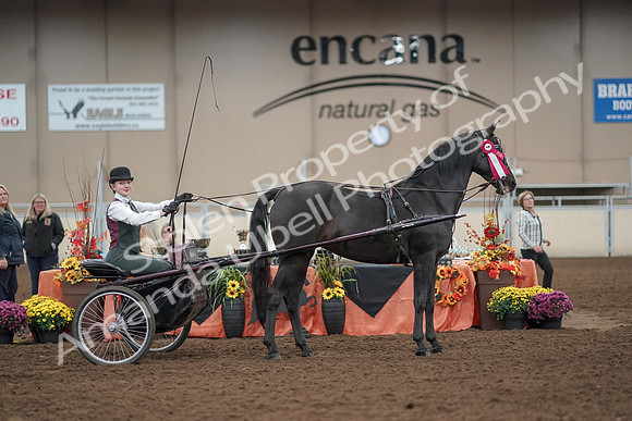 2019 Morgan Horse Show - Aug 31, 2019 - 04784
