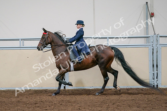 2020 - AB Morgan Horse - Sat, Sept 05 - 04939