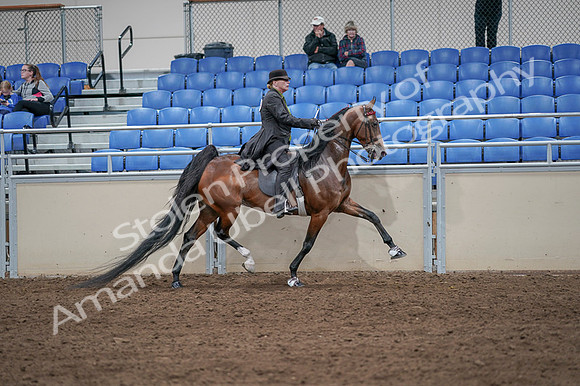 2020 - AB Morgan Horse - Fri, Sept 04 - 09819