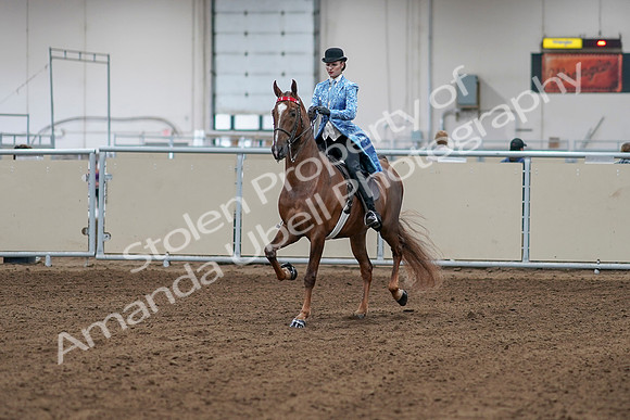 2020 - AB Morgan Horse - Sat, Sept 05 - 06093