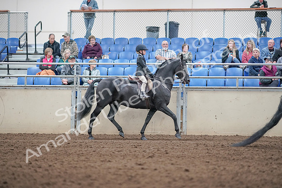 2019 Morgan Horse Show - Aug 31, 2019 - 19634