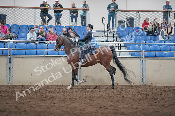 2019 Morgan Horse Show - Aug 31, 2019 - 20593