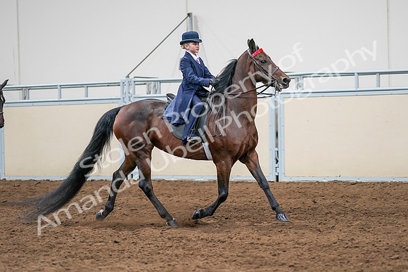 2020 - AB Morgan Horse - Sun, Sept 06 - 08019