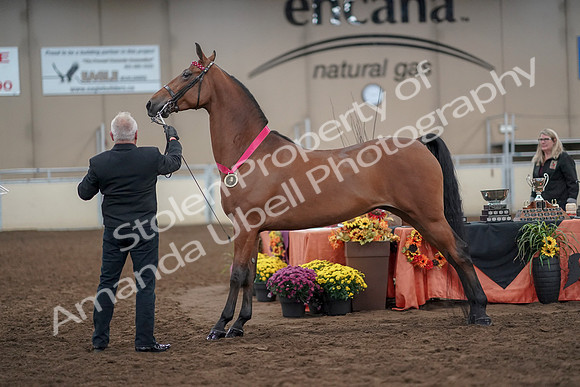2019 Morgan Horse Show - Aug 31, 2019 - 00935