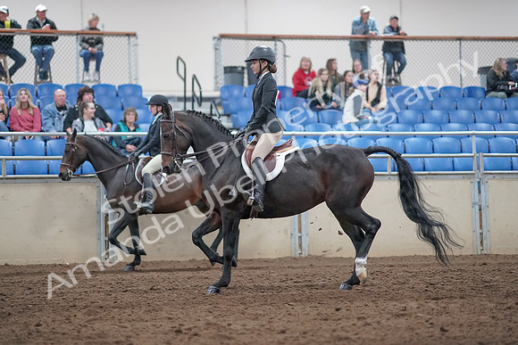 2019 Morgan Horse Show - Aug 31, 2019 - 20430