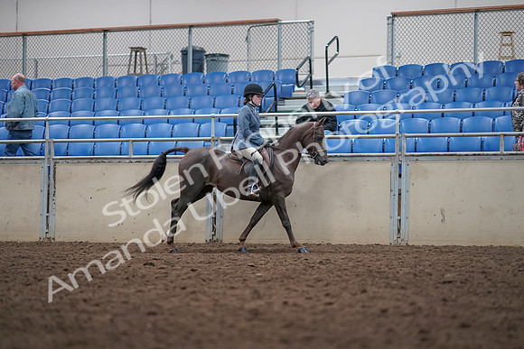2019 Morgan Horse Show - Aug 31, 2019 - 16759