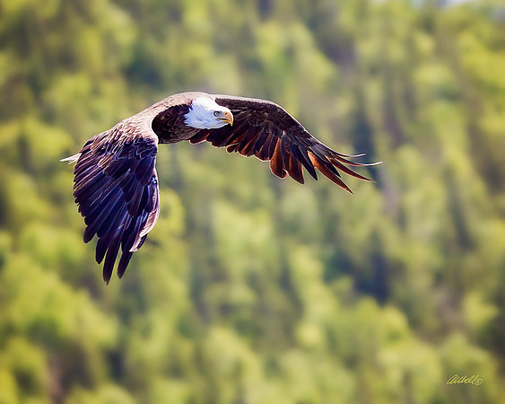 Birds - 205