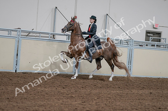 2020 - AB Morgan Horse - Fri, Sept 04 - 09591