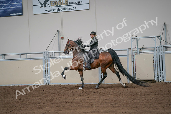 2020 - AB Morgan Horse - Fri, Sept 04 - 09678