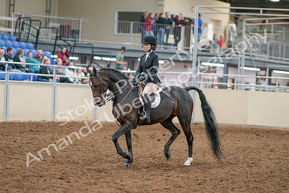 2020 - AB Morgan Horse - Sat, Sept 05 - 14269