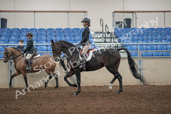2019 Morgan Horse Show - Aug 31, 2019 - 04850