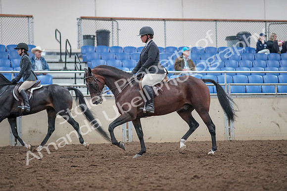 2019 Morgan Horse Show - Aug 31, 2019 - 14874