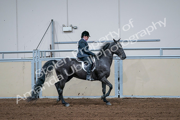 2020 - AB Morgan Horse - Fri, Sept 04 - 01828