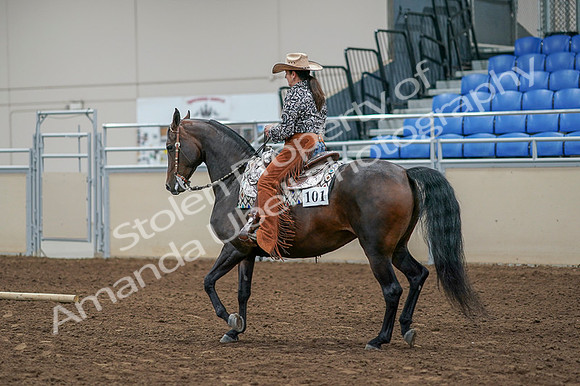 2020 - AB Morgan Horse - Fri, Sept 04 - 00089