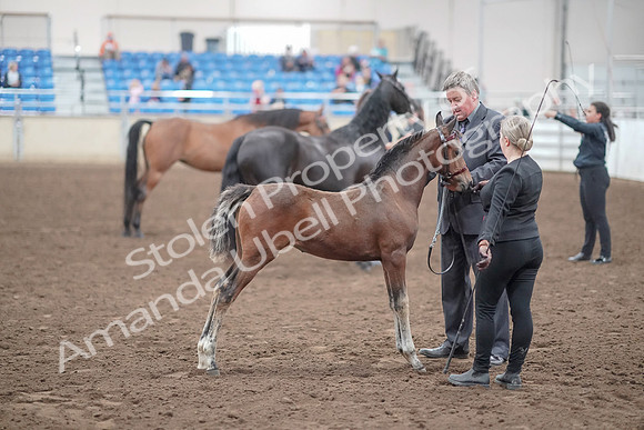 2019 Morgan Horse Show - Aug 31, 2019 - 00928