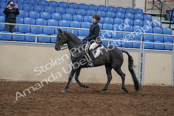2020 - AB Morgan Horse - Sun, Sept 06 - 07781
