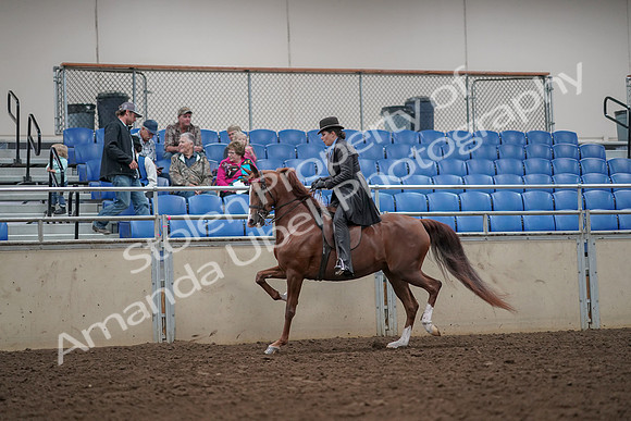 2019 Morgan Horse Show - Aug 30, 2019 - 26489