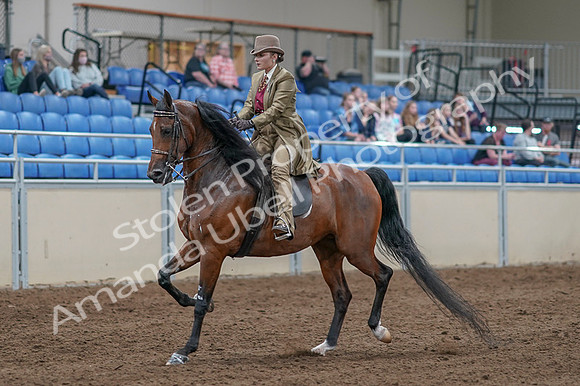 2020 - AB Morgan Horse - Fri, Sept 04 - 11152