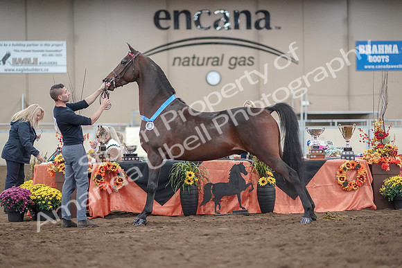 2019 Morgan Horse Show - Aug 31, 2019 - 01416