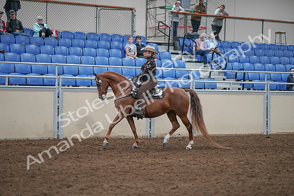 2020 - AB Morgan Horse - Fri, Sept 04 - 08338