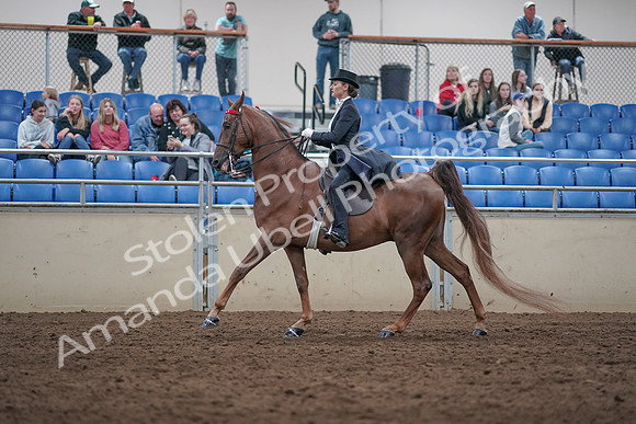 2019 Morgan Horse Show - Aug 31, 2019 - 20577