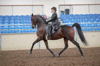 2019 Morgan Horse Show - Aug 30, 2019 - 27870