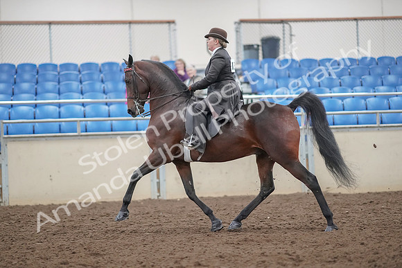 2019 Morgan Horse Show - Aug 30, 2019 - 27870