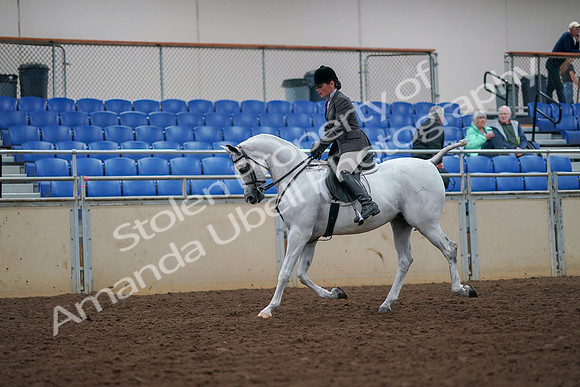 2019 Morgan Horse Show - Aug 30, 2019 - 17356