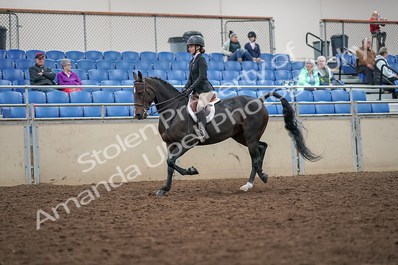 2019 Morgan Horse Show - Aug 30, 2019 - 20384