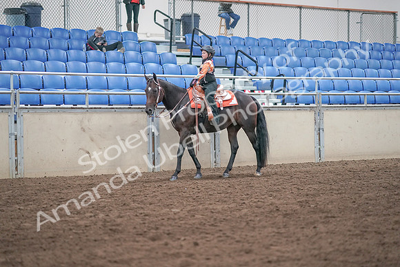 2019 Morgan Horse Show - Sept 01, 2019 - 05718