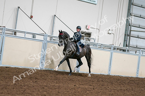 2020 - AB Morgan Horse - Fri, Sept 04 - 03199