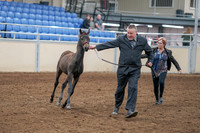 2020 - AB Morgan Horse - Sat, Sept 05 - 00452