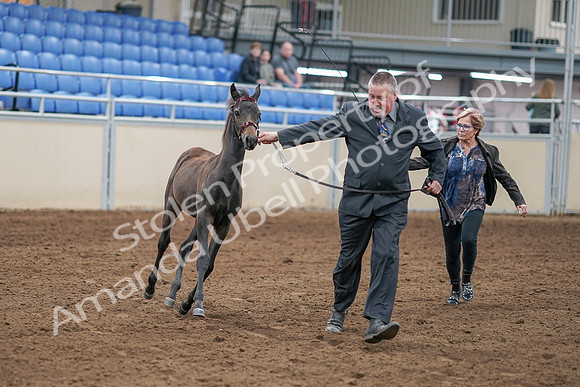 2020 - AB Morgan Horse - Sat, Sept 05 - 00452