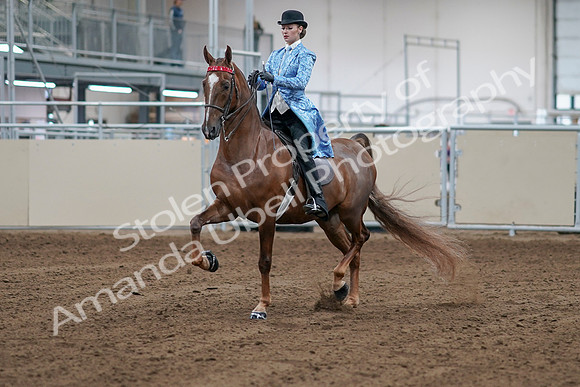 2020 - AB Morgan Horse - Sat, Sept 05 - 06105
