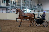 2020 - AB Morgan Horse - Fri, Sept 04 - 01042